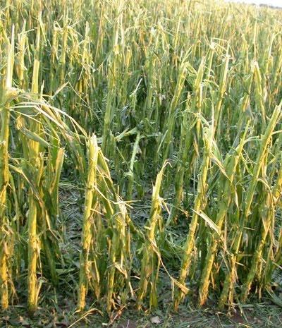 hail-damaged-corn.jpg